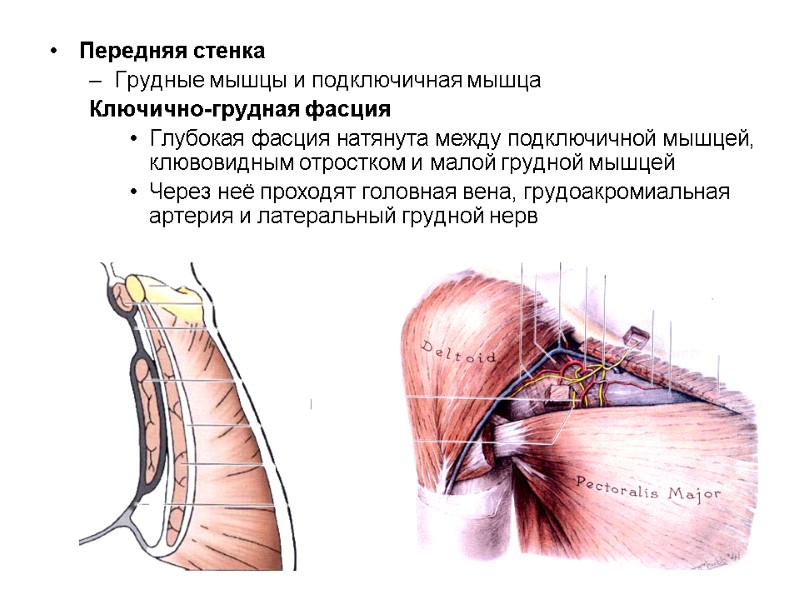 Передняя стенка Грудные мышцы и подключичная мышца Ключично-грудная фасция Глубокая фасция натянута между подключичной